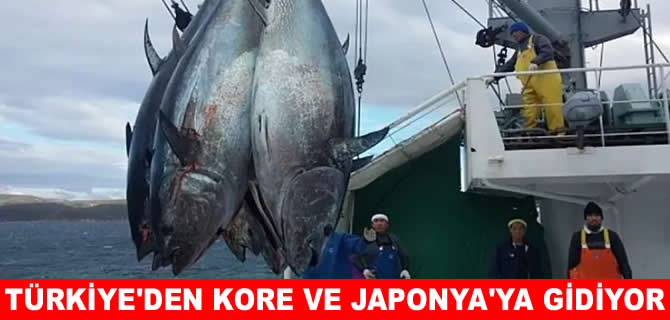 Orkinos ihracatının yüzde 99’u Uzak Doğu’ya yapılıyor