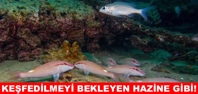 Derinlerdeki mercan bahçeleri büyülüyor