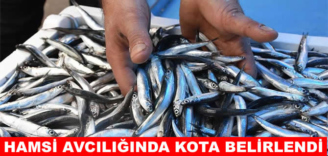 Balıkçılar bu sezon 400 bin ton hamsi avlayabilecek