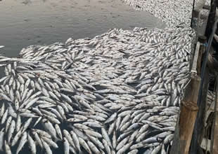 Dalyan’da balık havuzlarında ihmal iddiası!