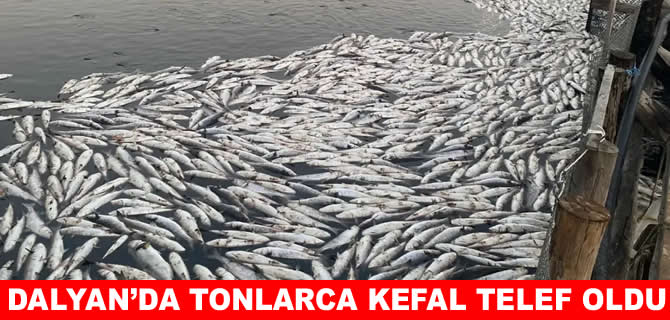 Dalyan’da balık havuzlarında ihmal iddiası!
