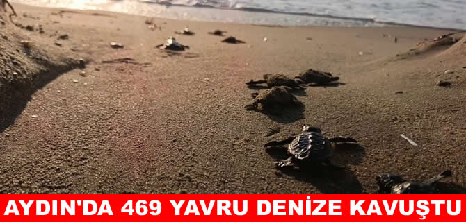 Aydın’da 9 yuvadan 469 caretta yavrusu çıktı