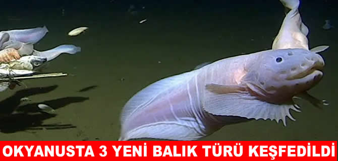 Okyanusun derinliklerinde pembe balık keşfi!