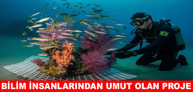 Laboratuvarda yetiştirilen mercan resifleri umut oldu