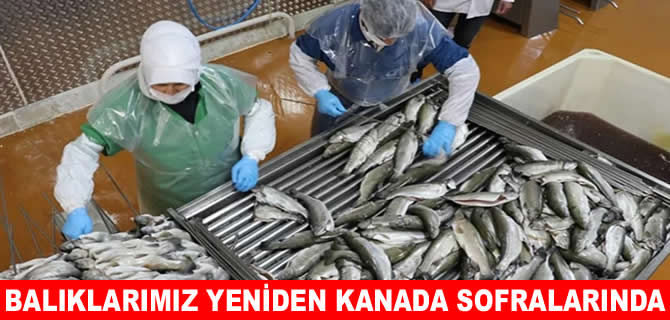 Kanada, Türk su ürünlerine ihracat kısıtlamalarını kaldırdı