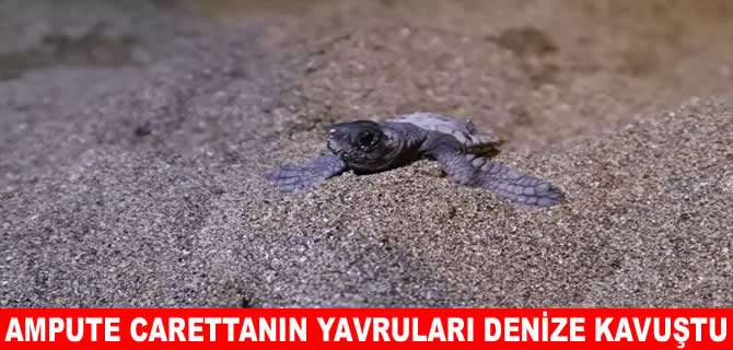 Ampute deniz kaplumbağasının yavruları denize kavuştu