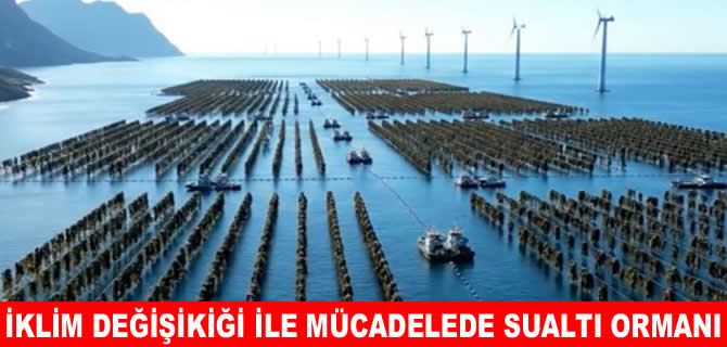 Norveç'in iklim silahı su altı ormanları