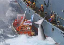 Feribot balinaya çarptı:93 yaralı