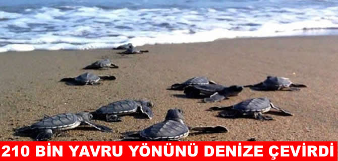 Mersin'de 210 bin kaplumbağa yavrusu denizle buluştu