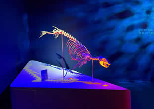 Deniz memelileri koleksiyonu “Okyanusun Devleri” sergisi açıldı