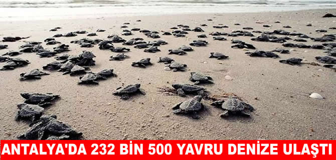 232 bini caretta denize ulaştı, yalnızca 500’ü büyüyecek