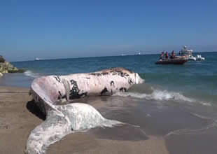 4 yıl önce toprağa gömülen Fin balinasının iskeleti çıkarılıyor