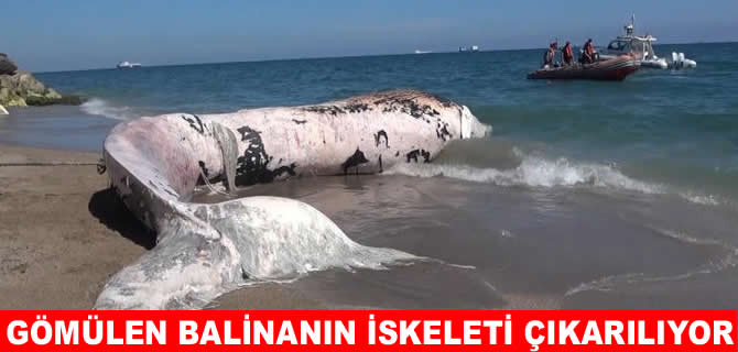 4 yıl önce toprağa gömülen Fin balinasının iskeleti çıkarılıyor