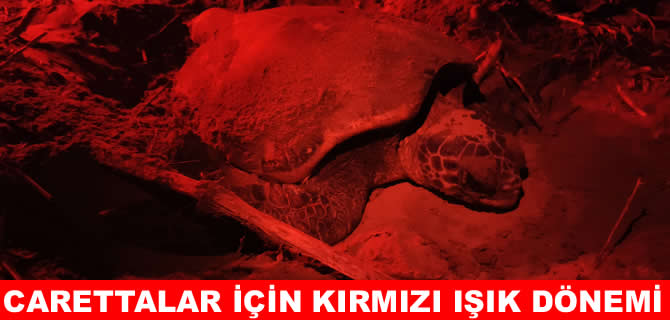 Caretta yavrularını kurtaracak  ‘Kırmızı ışık’ projesi başladı