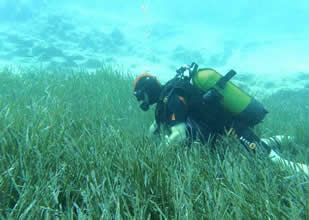 Göcek’te ekilen 10 bin deniz çayırının yüzde 70’i hayatta kaldı
