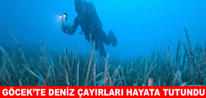 Göcek’te ekilen 10 bin deniz çayırının yüzde 70’i hayatta kaldı