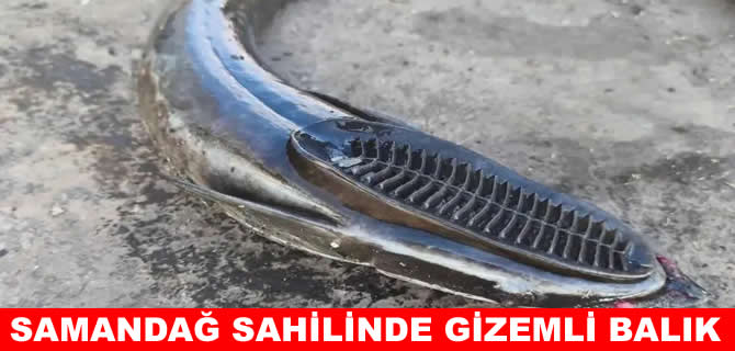 Samandağ sahilinde ilk kez görülen gizemli balık!