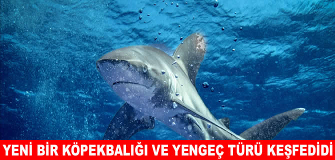 Yeni köpekbalığı ve yengeç türü keşfedildi