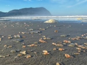 Sahilin 3 kilometresini deniz hıyarı kapladı