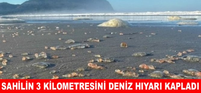 Sahilin 3 kilometresini deniz hıyarı kapladı