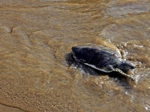 Küresel ısınma ‘Caretta’ yavrularının cinsiyetini etkiledi