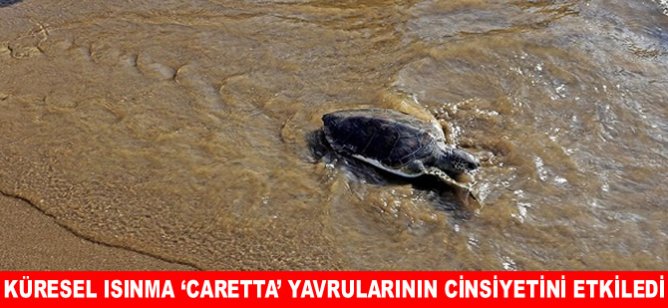 Küresel ısınma ‘Caretta’ yavrularının cinsiyetini etkiledi