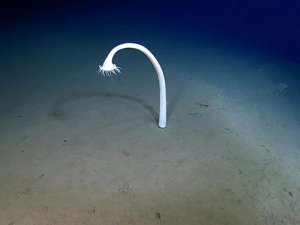 9.775 metre derinlikte 30.000 yeni canlı belgelendi