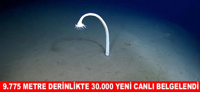 9.775 metre derinlikte 30.000 yeni canlı belgelendi