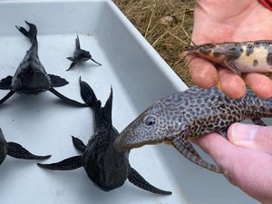 Mersin kıyılarına yeni ve zehirli istilacılar geldi