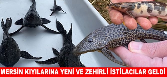 Mersin kıyılarına yeni ve zehirli istilacılar geldi