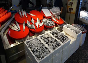 Palamut bu sezon hayal kırıklığı yarattı! Sezon başlamadan bitti