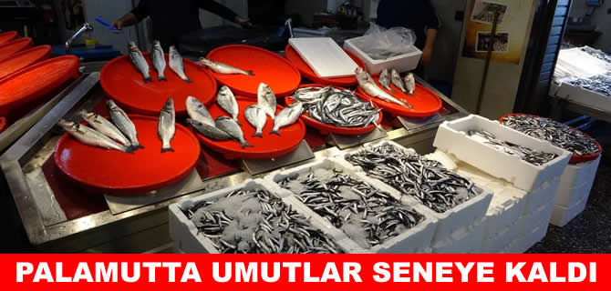 Palamut bu sezon hayal kırıklığı yarattı! Sezon başlamadan bitti