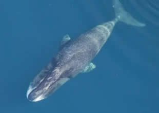 Bu balinanın sırrı çözülürse insan ömrü uzayabilir