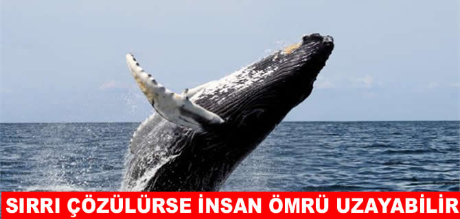 Bu balinanın sırrı çözülürse insan ömrü uzayabilir