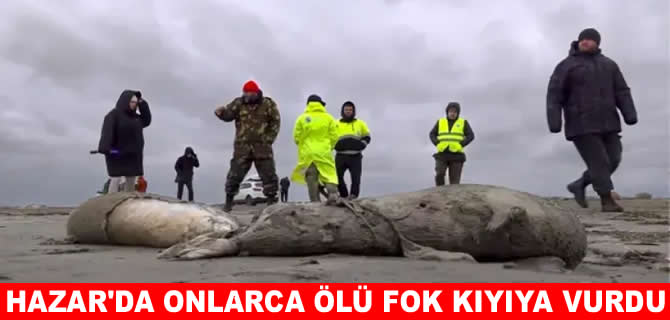Hazar Denizi kıyısında 100’den fazla fok ölü bulundu