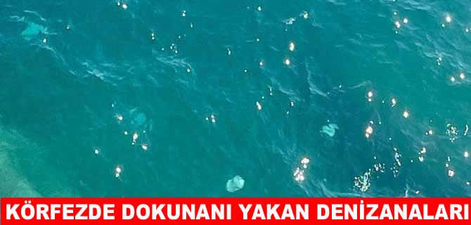 İskenderun Körfezi’nde zehirli denizanası alarmı!