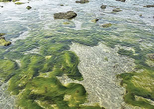İklim krizine karşı doğal bariyer: Yosun çiftlikleri