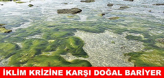 İklim krizine karşı doğal bariyer: Yosun çiftlikleri
