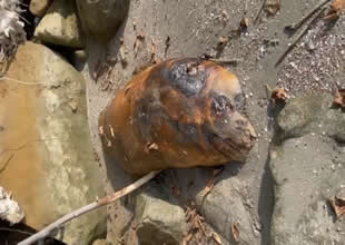 Tekirdağ'da sahile vurdu! Kimse ne olduğunu anlayamadı!