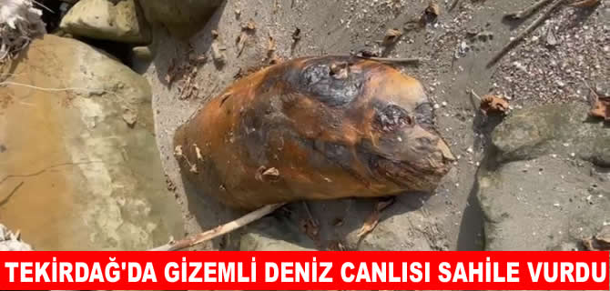 Tekirdağ'da sahile vurdu! Kimse ne olduğunu anlayamadı!