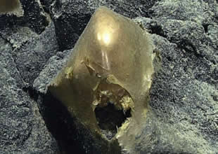 Okyanusun dibinde altın rengi gizemli cisim!