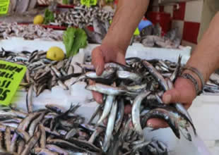Deniz soğumayınca hamsi çareyi kaçmakta buldu