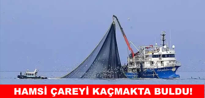 Deniz soğumayınca hamsi çareyi kaçmakta buldu