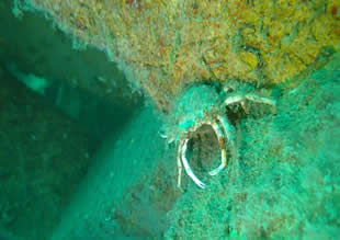 Akçansa’nın yapay resif projesi Marmara’da ekosistemi canlandırdı