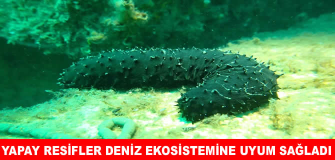 Akçansa’nın yapay resif projesi Marmara’da ekosistemi canlandırdı