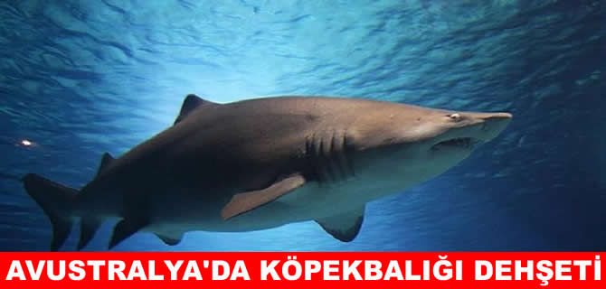 Avustralya'yı şoke eden köpekbalığı dehşeti