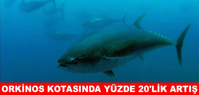 Orkinos kotasında büyük artış!