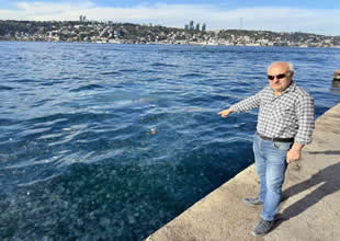 Üsküdar sahili denizanalarıyla kaplandı