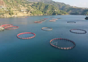 Su ürünleri avcılığı sözleşmeli üretim kapsamında