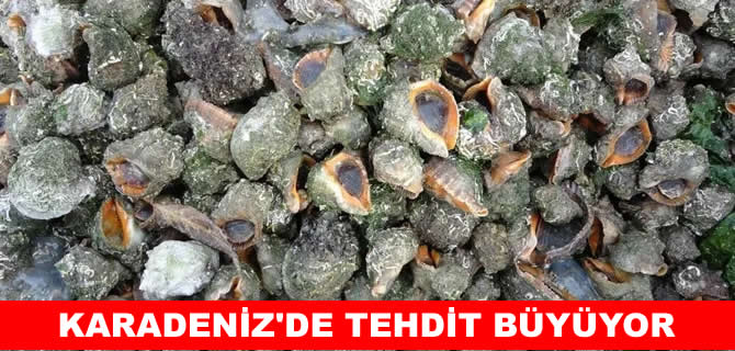 Karadeniz'de tehdit büyüyor! En büyük iki tehdit